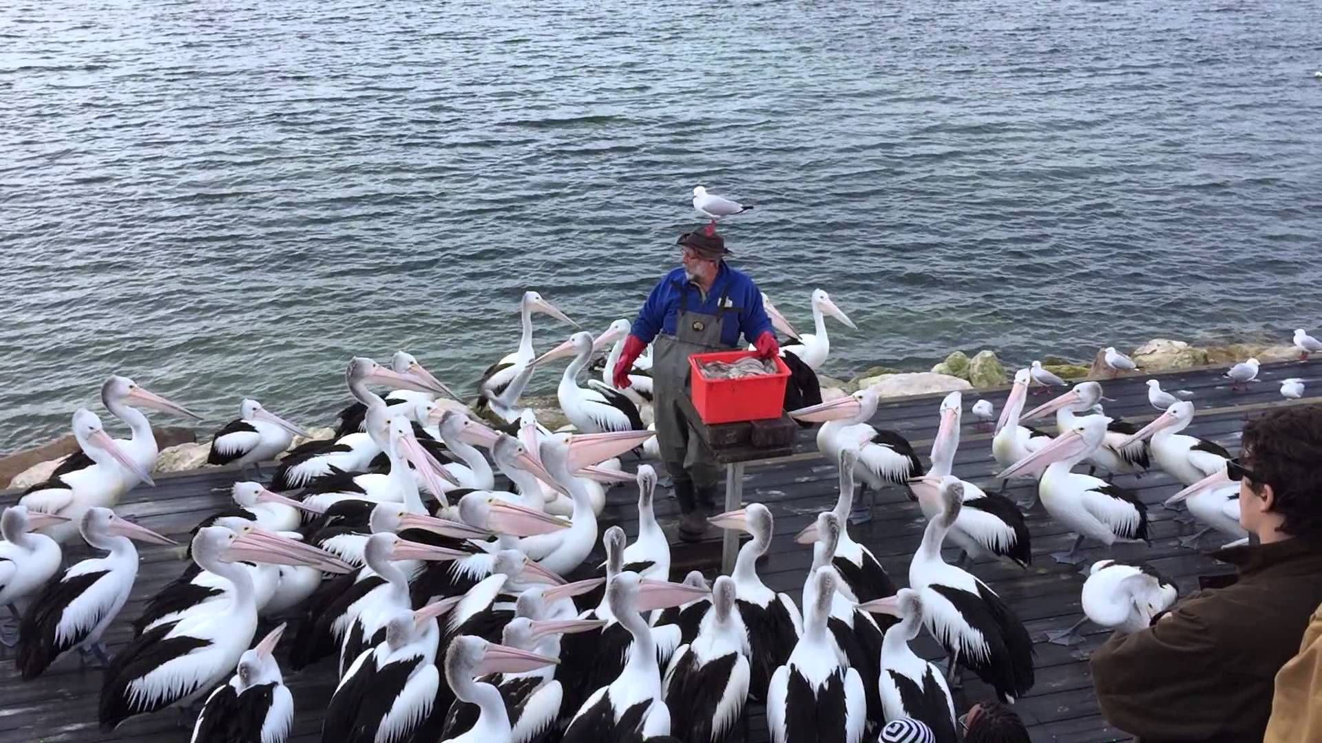 The Iconic Pelican Man Aus Weekend Escapes