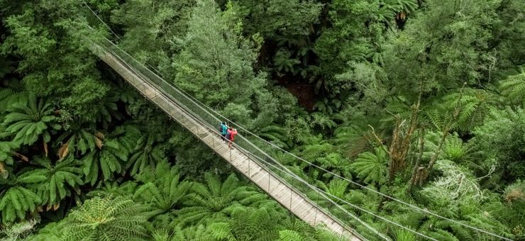 Plan Your Trip to Tarra Bulga National Park