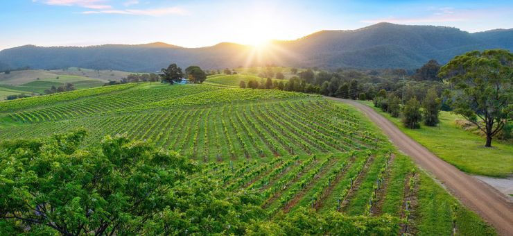 Hunter Valley or Mudgee? Find Your Perfect NSW Wine Escape