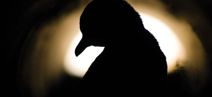 From Coast to Cradle: Your North West Tasmania Wildlife Roadtrip