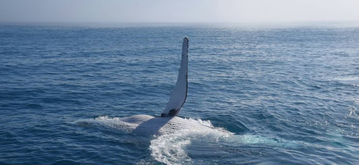 Whale Watching in Byron Bay This Year Will Be Even More Spectacular