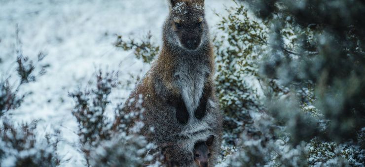 Visiting Cradle Mountain in Winter: Your Helpful Guide